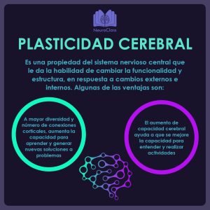 Plasticidad cerebral